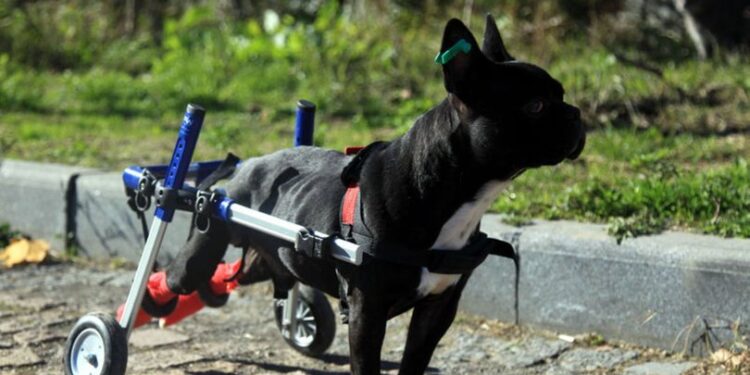 ‘Kara Şimşek’ hayata böyle bağlandı