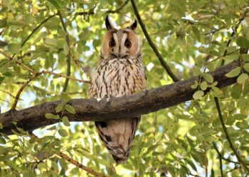 Kulaklı orman baykuşları: 4 yıl önce sayıları dörttü bugün iki yüz