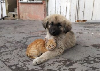 Yavru köpek ve kedinin sevimli dostluğu