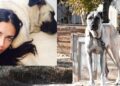Evi için Kangal almıştı… Sivas’tan Adriana’ya çağrı