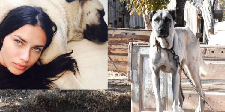 Evi için Kangal almıştı… Sivas’tan Adriana’ya çağrı