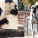 Evi için Kangal almıştı… Sivas’tan Adriana’ya çağrı