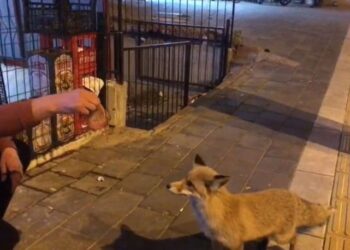 Şehre inen tilkiye köfte ikramı