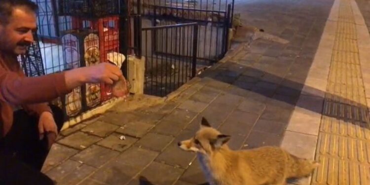 Şehre inen tilkiye köfte ikramı