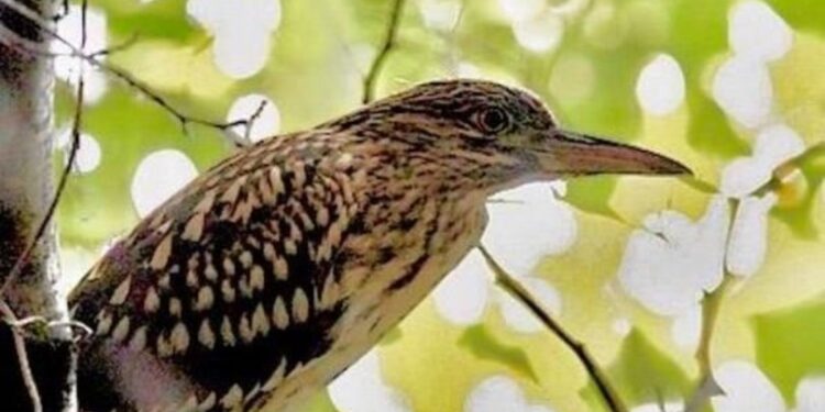 Hersek Lagünü’nde kuş türü sayısı 230’a yükseldi