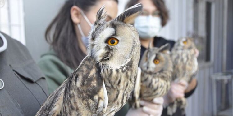 Öksüz kalan orman baykuşlarına öğrenciler sahip çıktı