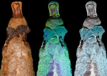 Ornitorenklerin siyah ışıkta parladığı keşfedildi