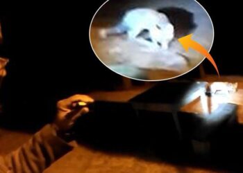 Tilkilerle olan arkadaşlığı sosyal medyada büyük ilgi gördü