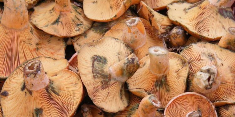 Mantar topluyordu, tarihi eser buldu