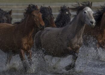 Yılkı atlarını fotoğraflamak için Türkiye’nin dört bir yanından geliyorlar
