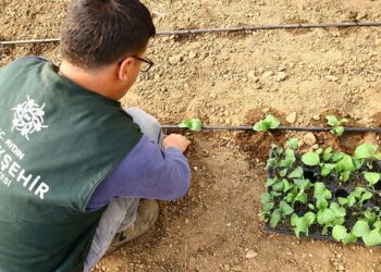 Aydın’ın atalık tohumları yeniden toprakla buluştu