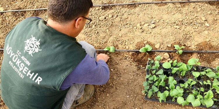 Aydın’ın atalık tohumları yeniden toprakla buluştu