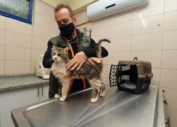 Depremzede kediyi Haluk Levent sahiplendi