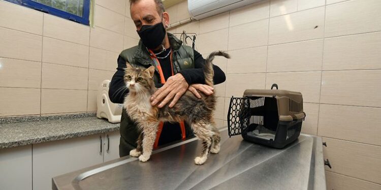 Depremzede kediyi Haluk Levent sahiplendi