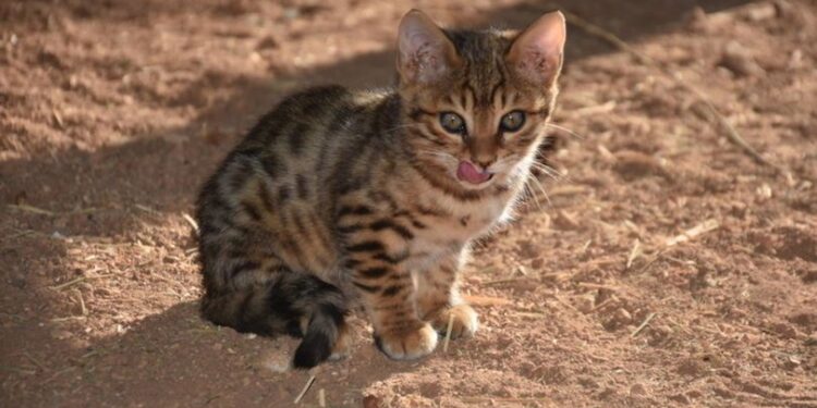Gaziantep’te Bengal mutluluğu