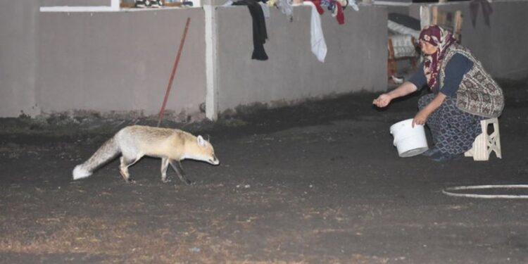 Gelmediği zaman özlüyor… Elleriyle besliyor