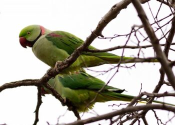 İskender papağanı, Burdur’da ilk kez görüldü