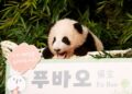 Güney Kore’de doğan ilk panda dünyaya tanıtıldı