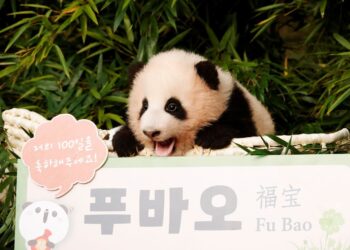 Güney Kore’de doğan ilk panda dünyaya tanıtıldı