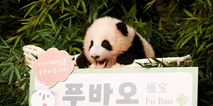 Güney Kore’de doğan ilk panda dünyaya tanıtıldı