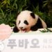 Güney Kore’de doğan ilk panda dünyaya tanıtıldı