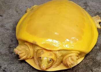 Hindistan’da keşfedilen sarı renkli kaplumbağa Twitter’da viral oldu