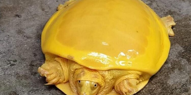 Hindistan’da keşfedilen sarı renkli kaplumbağa Twitter’da viral oldu