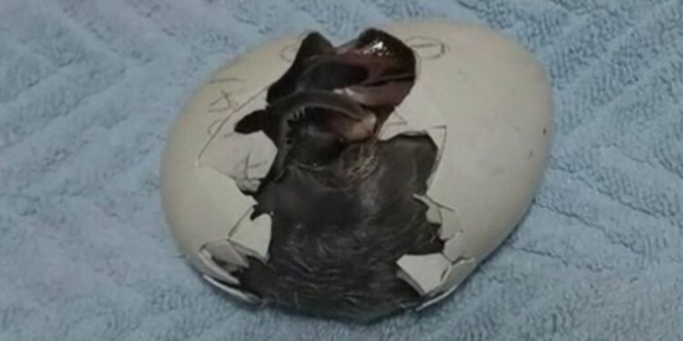 Yer: Çin! Yumurtadan çıkma anları ilgiyle izlendi…