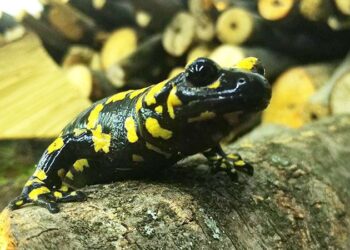 Yurttaşlar tarafından görüntülendi! İlçenin simgesi haline geldi