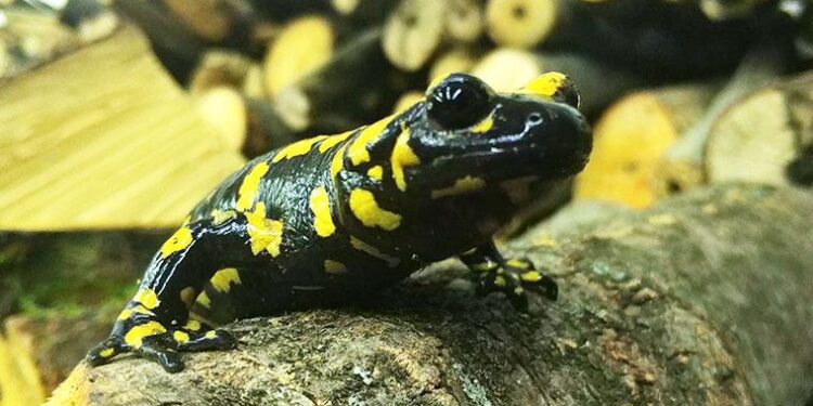 Yurttaşlar tarafından görüntülendi! İlçenin simgesi haline geldi