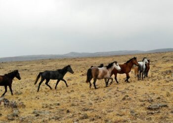 Tunceli’de özgürlüğün sembolü Yılkı atları havadan görüntülendi