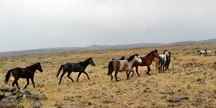 Tunceli’de özgürlüğün sembolü Yılkı atları havadan görüntülendi