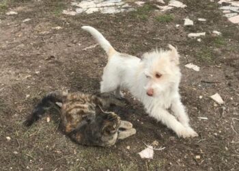 Sevimli patilerin dostluğu görenlerin içini ısıttı