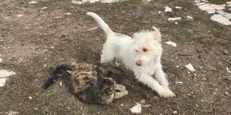 Sevimli patilerin dostluğu görenlerin içini ısıttı