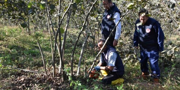 ‘Fındık timleri’ verimi artırdı