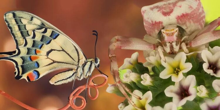 2020 Luminar Böcek Fotoğrafçılık Ödülleri’nin sahipleri belli oldu