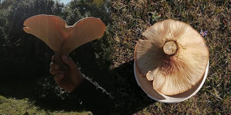 Yaylada gezerken buldu… Kovaya sığmadı!