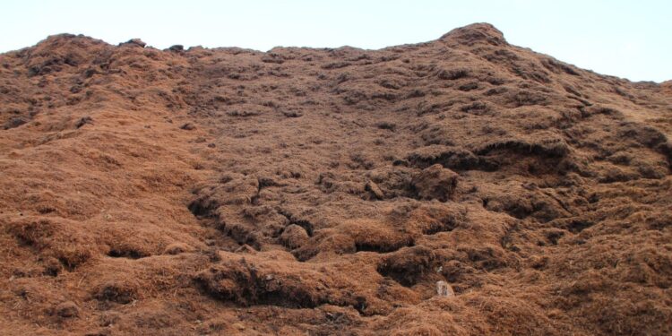 Çay çöpünden elektrik ve mangal kömürü üretilecek