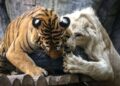 Bengal kaplanıyla beyaz aslanın şaşırtan dostluğu