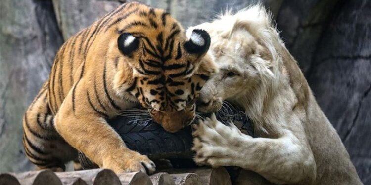 Bengal kaplanıyla beyaz aslanın şaşırtan dostluğu