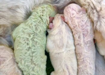 İtalya’da bir köpek yeşil yavru doğurdu