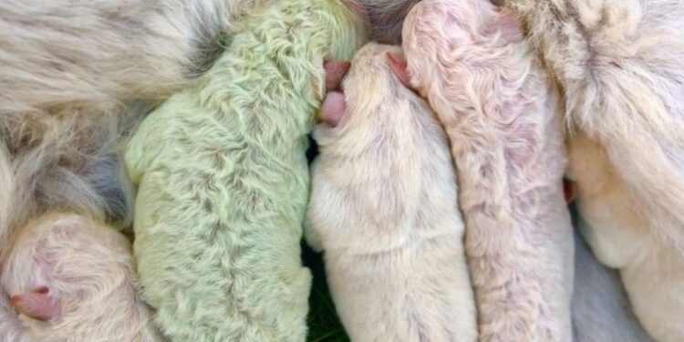 İtalya’da bir köpek yeşil yavru doğurdu