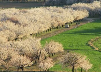 Malatya beyaza büründü