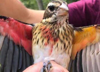 Pensilvanya’da yarısı erkek yarısı dişi ender bir kuş keşfedildi