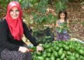 Antalya’da 5 yılda kendi işinin patronu oldu: ‘Avokadocu Ayşe’