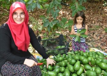 Antalya’da 5 yılda kendi işinin patronu oldu: ‘Avokadocu Ayşe’