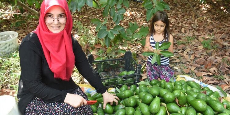 Antalya’da 5 yılda kendi işinin patronu oldu: ‘Avokadocu Ayşe’