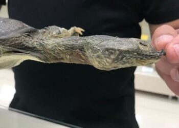 Diyarbakır’da 11 yıl sonra Nesli tükenmekte olan Fırat kaplumbağası yavruları görüldü