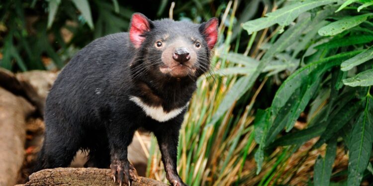 Tazmanya canavarı 3 bin yıl aradan anayurdu Avustralya’ya geri döndü