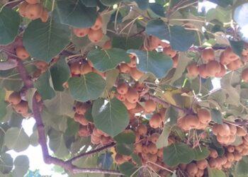 Yerli kivi “İlkaltın” tescillendi